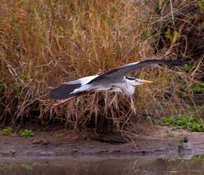 Grey Heron In Flight