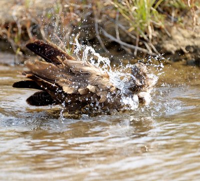 Hammerkopf shakes off his bath water