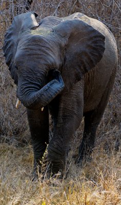 Elephant pose