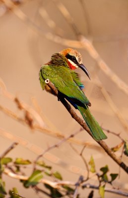 White Fronted Bee Eater