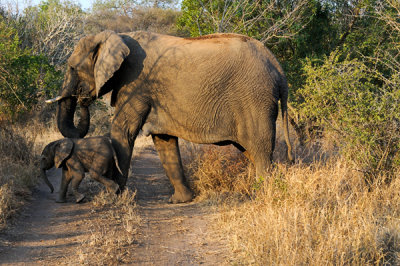 Mom & Baby cross the road