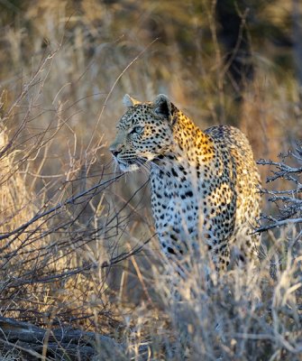 Leopard about to charge off