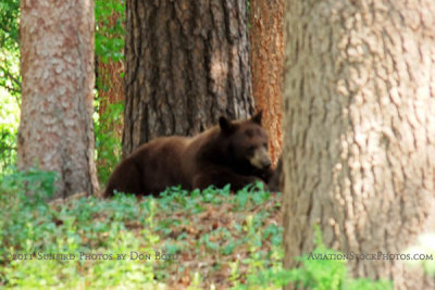 2011 - Black bear sow watching her two cubs in a residential neighborhood not far from the Broadmoor Hotel golf course