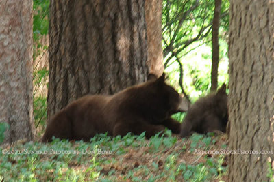 2011 - Black bear sow playing with her cubs in a residential neighborhood not far from the Broadmoor Hotel Golf Course