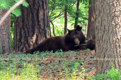 2011 - Black bear sow and her cubs in a residential neighborhood not far from the Broadmoor Hotel Golf Course