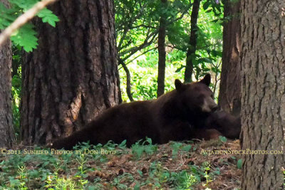 2011 - Black bear sow and her cubs in a residential neighborhood not far from the Broadmoor Hotel Golf Course