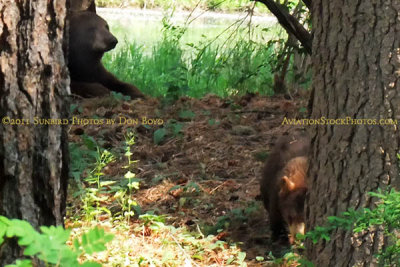 2011 - Black bear sow and her cub in a residential neighborhood not far from the Broadmoor Hotel Golf Course