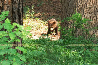 2011 - Black bear cub in a residential neighborhood not far from the Broadmoor Hotel Golf Course