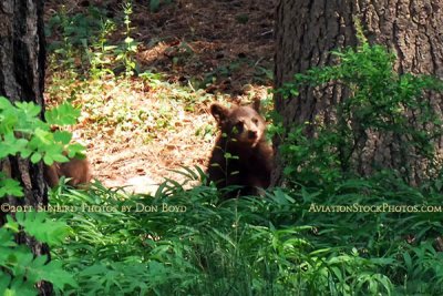 2011 - Black bear cub in a residential neighborhood not far from the Broadmoor Hotel Golf Course