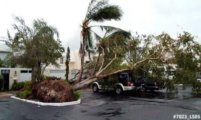 Black Olive tree tipped over by Hurricane Wilma onto Jeff Kokdemir's vehicles in Miami Lakes photo #7023