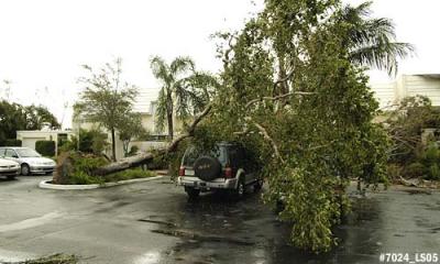 Black Olive tree tipped over by Hurricane Wilma onto Jeff Kokdemir's vehicles in Miami Lakes photo #7024