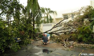 Huge mahogany tree broken by Hurricane Wilma across front of Jeff and Brenda's Miami Lakes townhouse photo #7025