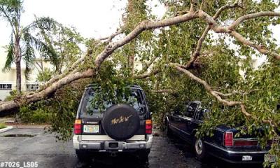 Black Olive tree tipped by Hurricane Wilma onto Jeff and Brenda Kokdemir's vehicles photo #7026
