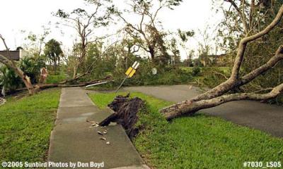 Tree damage on Big Cypress Drive in Miami Lakes after Hurricane Wilma photo #7030