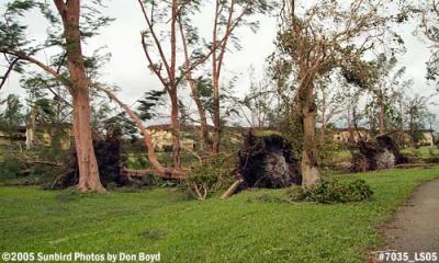 Overturned Australian Pines on Par 3 golf course along Big Cypress Drive photo #7035