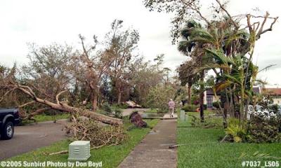 Tree damage on Big Cypress Drive in Miami Lakes photo #7037