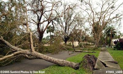 Trees uprooted by Hurricane Wilma in Miami Lakes photo #7041
