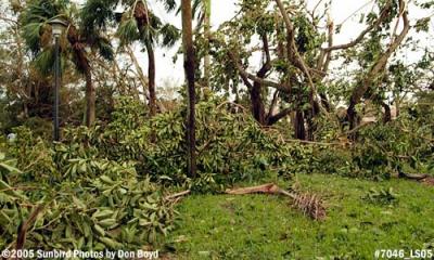 Hurricane Wilma tree damage in park in Miami Lakes photo #7046