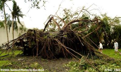 Huge ficus tree in Miami Lakes park overturned by Hurricane Wilma photo #7047