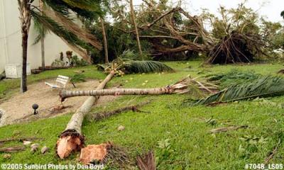 Palm tree snapped by Hurricane Wilma in Miami Lakes photo #7048
