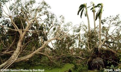 Overturned trees and trees damaged by Hurricane Wilma in Miami Lakes photo #7049