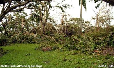 Trees in Miami Lakes park damaged by Hurricane Wilma photo #7050