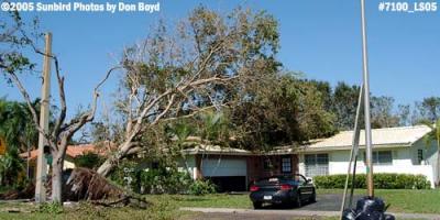 Black Olive tree overturned by Hurricane Wilma onto Miami Lakes home photo #7100