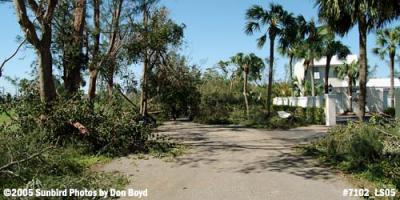 Big Cypress Drive blocked by fallen trees photo #7102