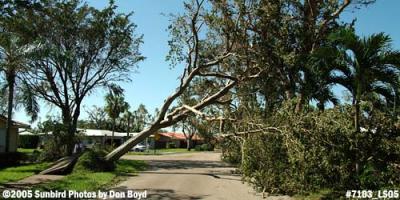 Tree damage along Twin Sabal Drive in Miami Lakes photo #7103