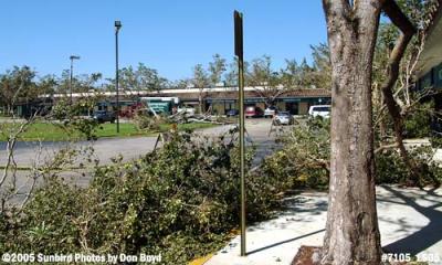 Tree damage in Miami Lakes' Cypress Village Shopping Center photo #7105
