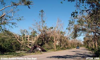 Hurricane ravaged trees along Bull Run Road in Miami Lakes photo #7106