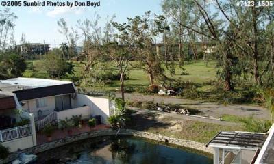 Damaged trees in Miami Lakes from Hurricane Wilma photo #7123