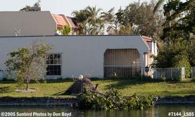 Tree damage along Lake Mary in Miami Lakes after Hurricane Wilma photo #7144