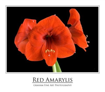 Red Amarylis