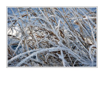 Weeds in the Snow