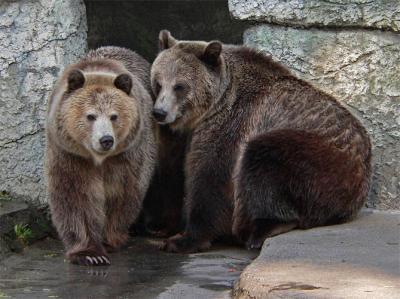 g4/20/410020/3/52556527.GrizzlySisters112005.jpg