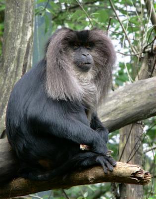 g4/20/410020/3/59218906.macaque.jpg