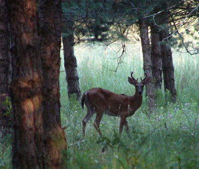 Whitetail in Velvet.jpg