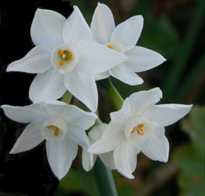 Anne P
