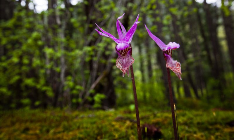 Calypso Orchids <br> (IMG-052811-56-2.jpg)