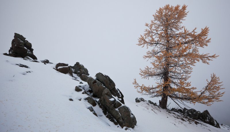 Larch & Rocks At Slate Pass <br> (SlatePass102411-018-1.jpg)