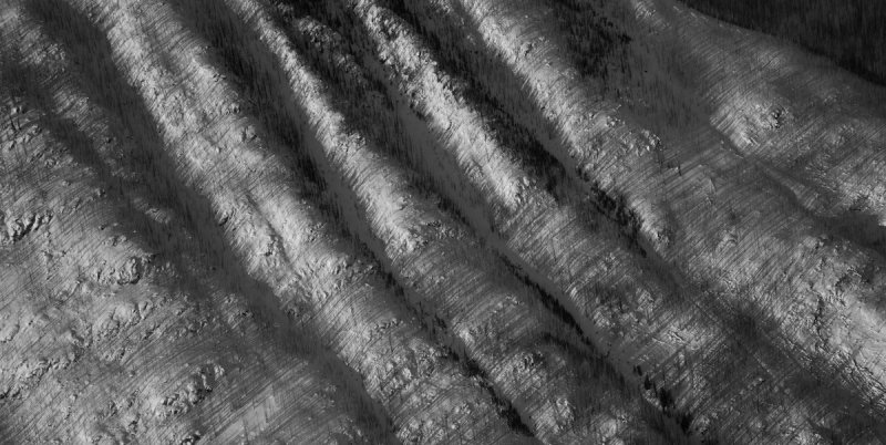 The Fabric Of A Burnt Landscape <br> (ShadowTrees_020512_017-6.jpg)