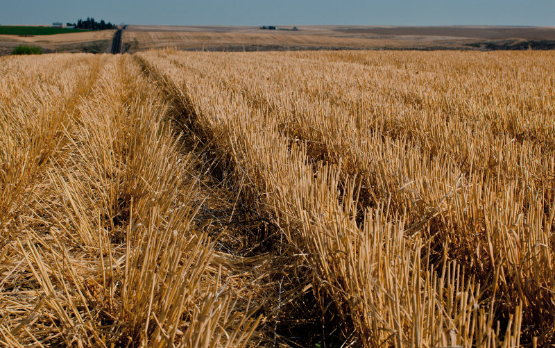 Harvested Wheat Field <br> (SE_WA_082812_0121-15.jpg)