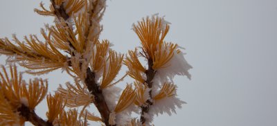 Rimed Larch At Slate Pass  (SlatePass102411-040-2.jpg)*