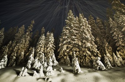 North Cascades Highway:  Trees Lit By Snowplow Lights (SR20_111411-105-3.jpg)*