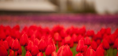 Tulips_041712_075-1.jpg