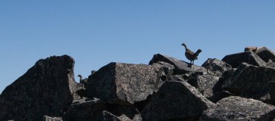 FPA:  Detail, Middle Tiffany Mountain East Summit, First Ptarmigan Ascent  Tiffany_081512-476-2.jpg