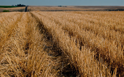 Harvested Wheat Field  (SE_WA_082812_0121-15.jpg)
