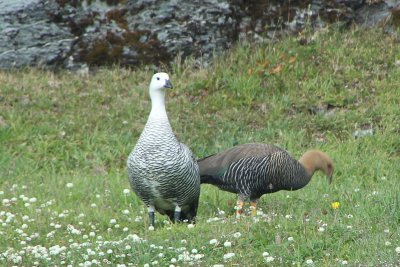 Upland goose, male (white) and female (brown)