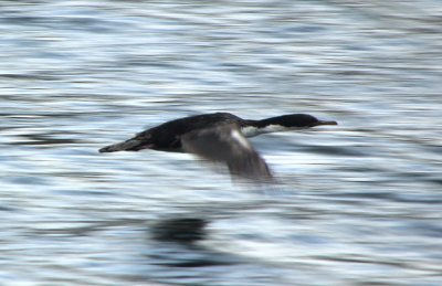 Imperial Cormorant in flight